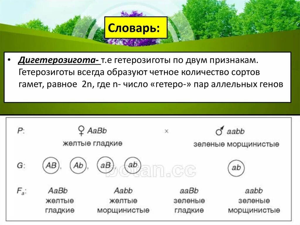 Дигетерозигота. Рецессивная дигомозигота. Генотип рецессивная дигомозигота. Дигетерозигота и дигетерозигота.