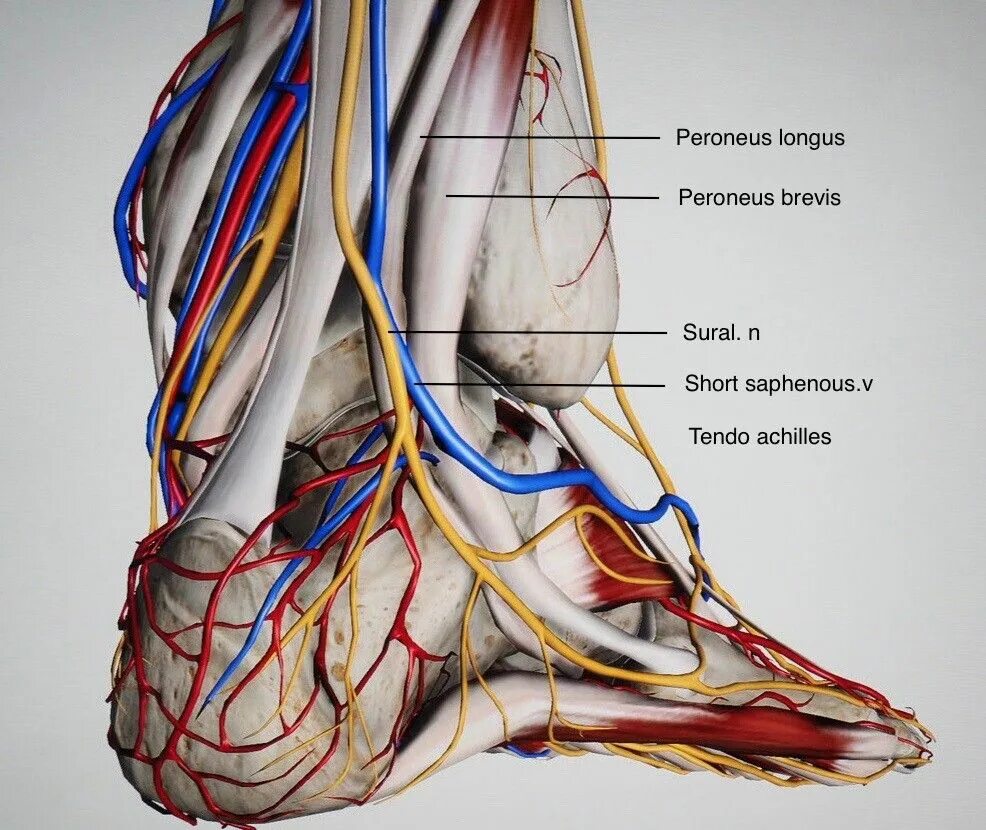 N suralis. Иннервация голеностопного сустава. Иннервация голеностопного сустава анатомия. Иннервация стопы анатомия. Суралис нерв анатомия.