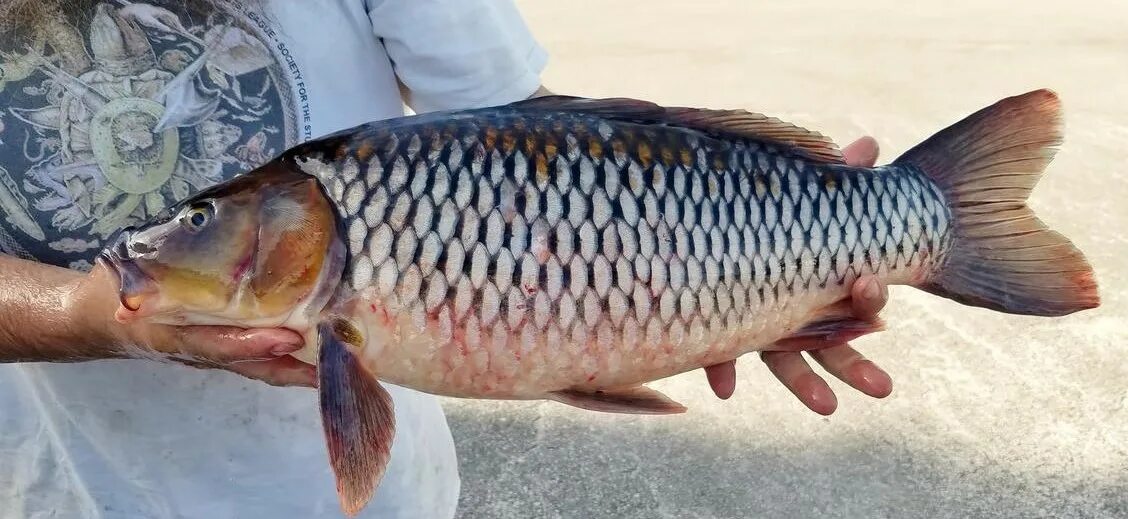 Карп Cyprinus Carpio 10. Карп. Common Carp. Карп по-Александрийски фото.