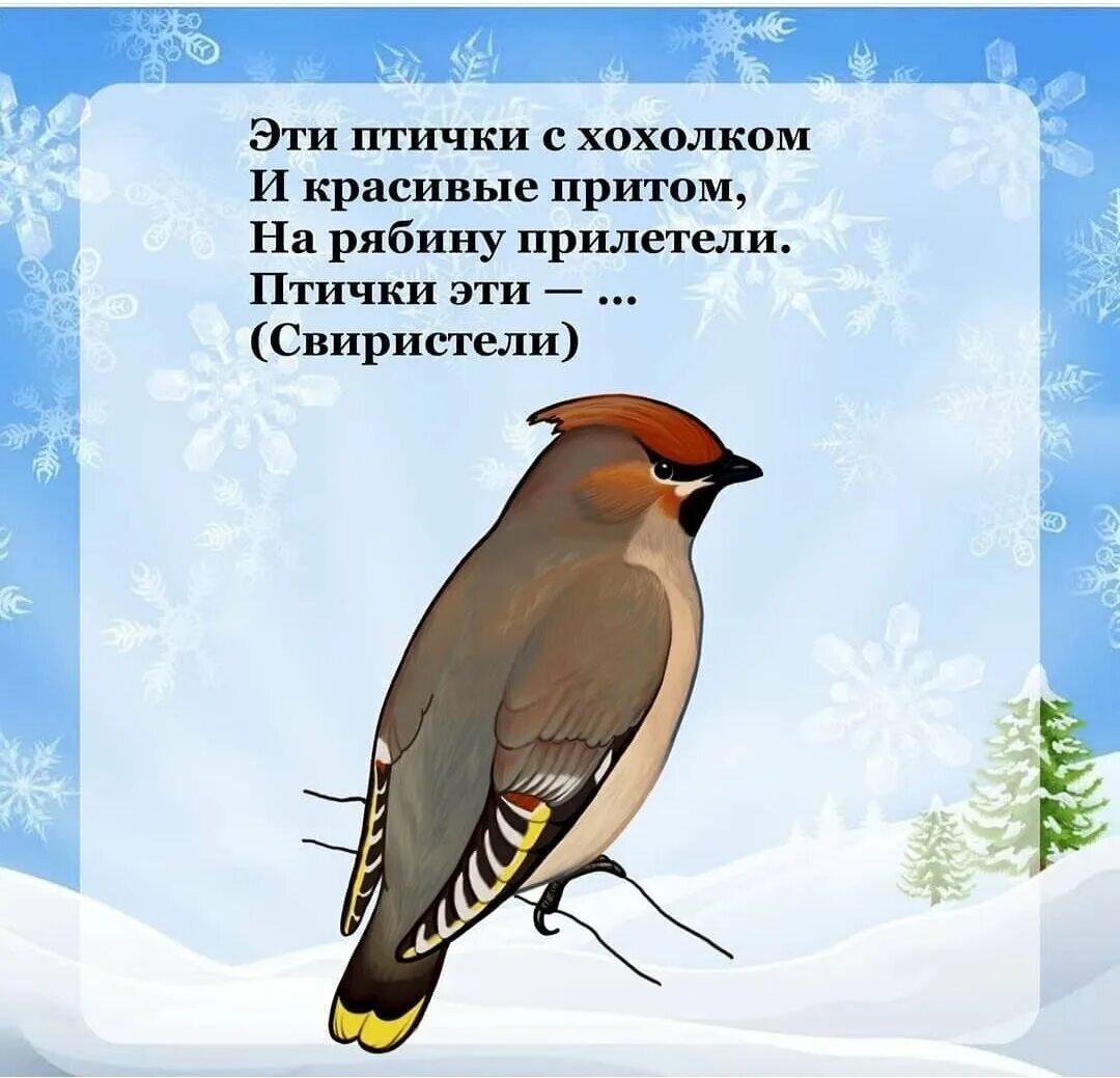 Загадки про птиц 4 лет. Загадки про зимующих птиц для детей. Загадки про зимующих птиц для дошкольников. Загадки о зимующих птицах в картинках. Загадки о зимующих птицах для детей 5-6 лет.