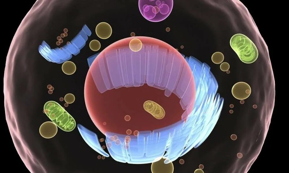 клетка живого организма. модель растительной клетки 5 класс биология. человеческая клетка. модель клетки животного. внутри живой клетки.
