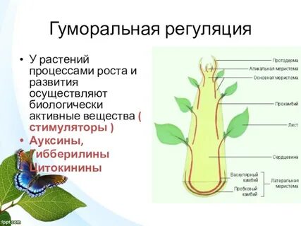 Регуляция биологических систем
