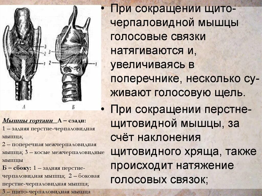 Гортань впр. Мышцы гортани напрягающие голосовые связки. Голосовая мышца гортани.