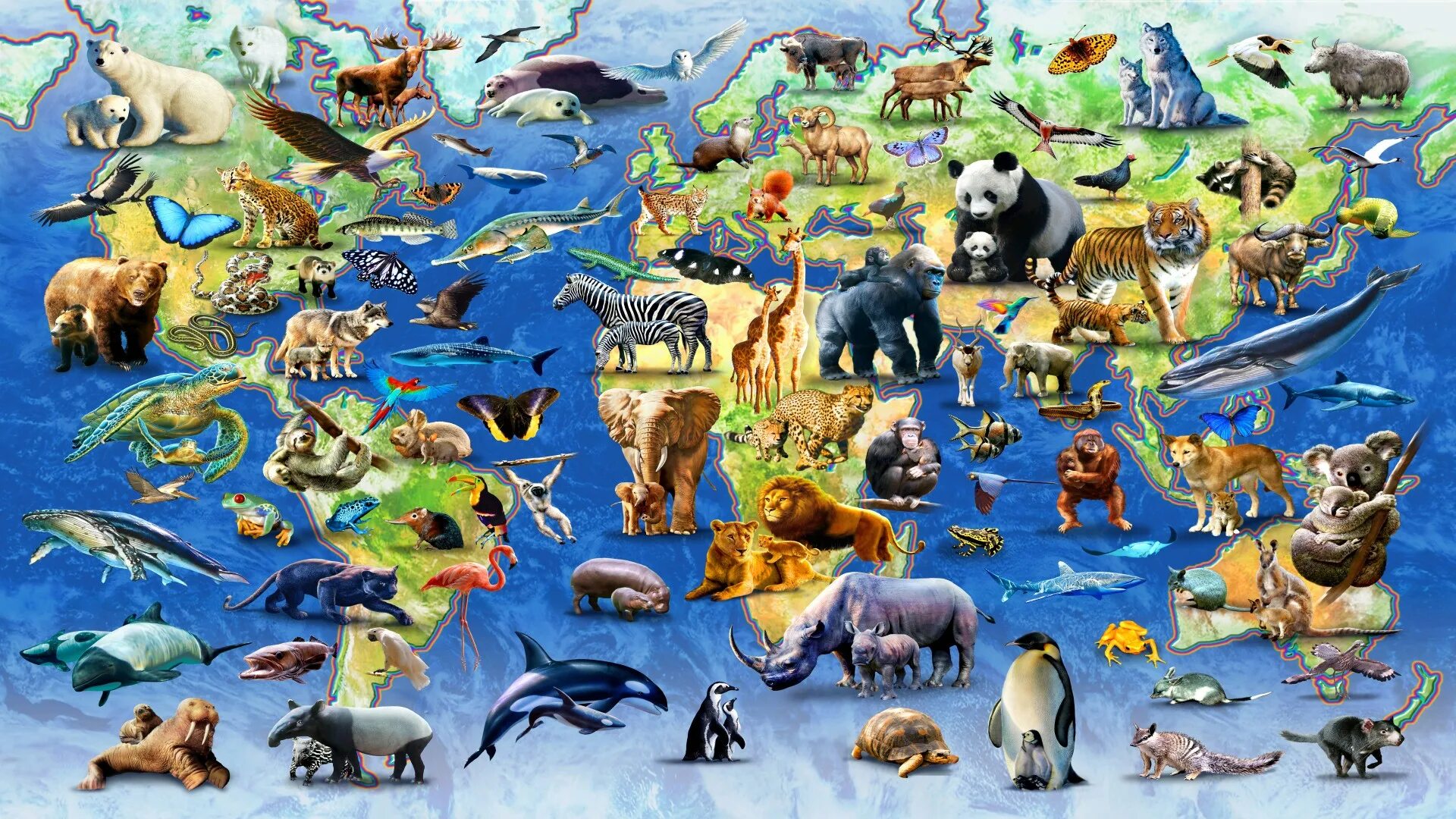 Животные земли. Много животных. Животный мир планеты земля. Множество животных.