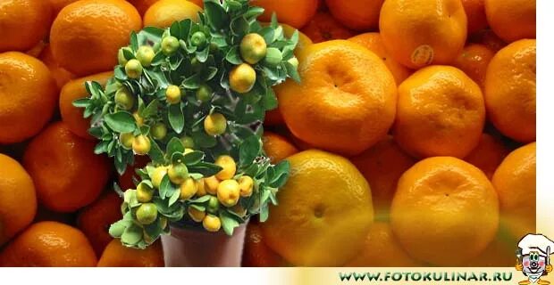 Обои на рабочий стол новый год мандарины. Мандарины клеменголд. 12 мандаринов. Хурма и мандарин астрахань. 12 мандаринов.