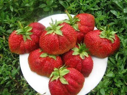 Сорта круглой клубники