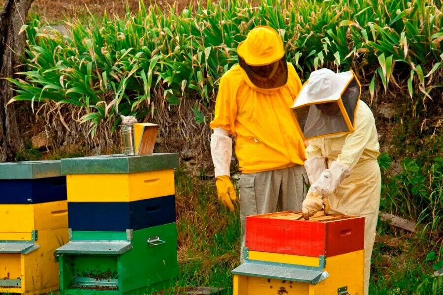 Пчелы пасека. Пчеловодство для начинающих. Пчеловодство для новичка. Пасечник пчеловод.