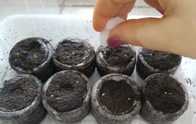 Эустома всходы. Эустома рассада. Всходы эустомы. Эустома семена всходы. Эустома пикировка.