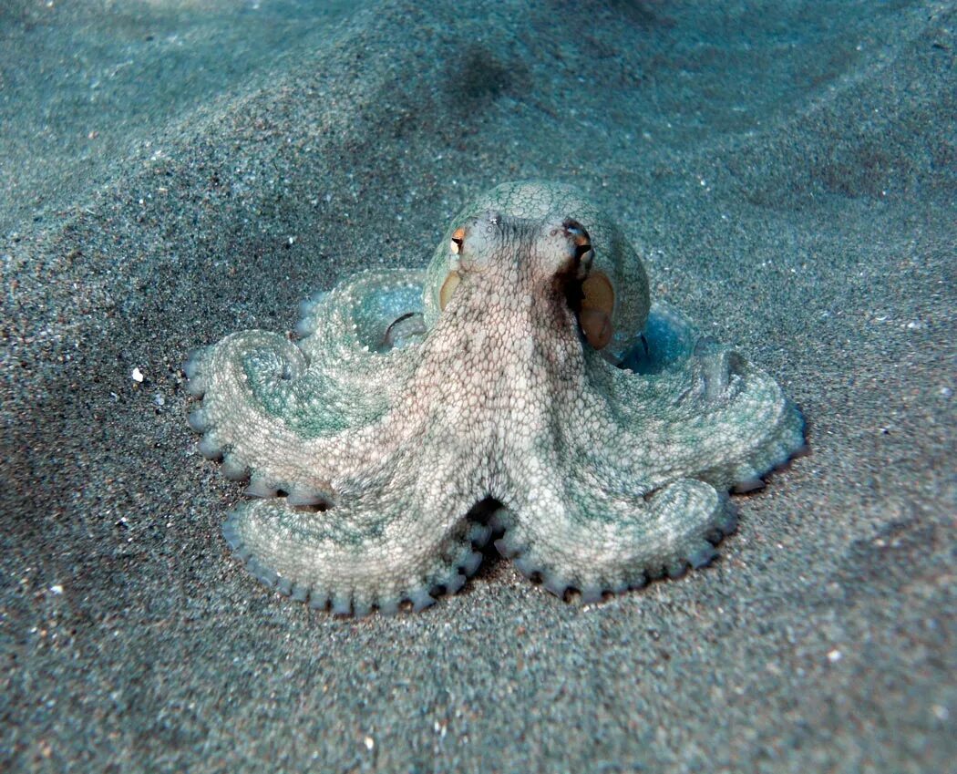 Осьминог в природе. Осьминог Octopus vulgaris. Морские головоногие моллюски. Мимикрия осьминога. Головоногие моллюски осьминог Синекольчатый.