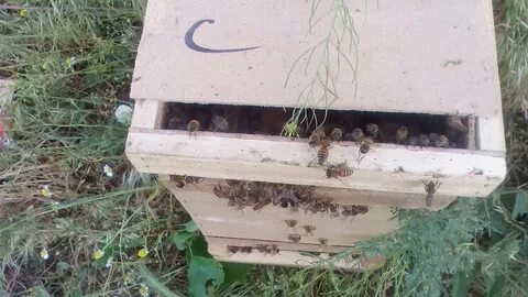 Посадить пчел