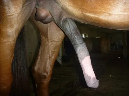 Horsecock gallery - holisticsolutions.com.pk