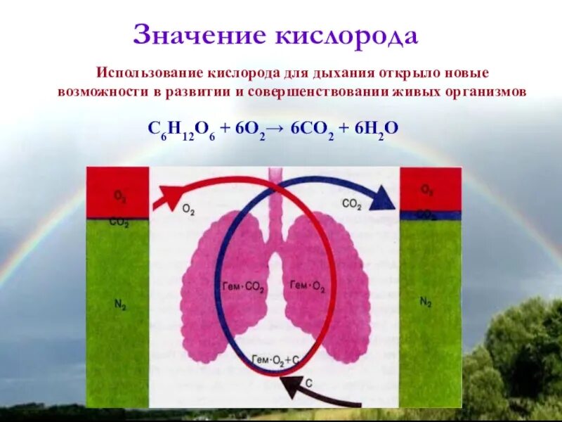 Кислород 5 качеств. Значение кислорода. Химическая природа кислорода. Важность кислорода для человека. Биологическая роль кислорода химия.