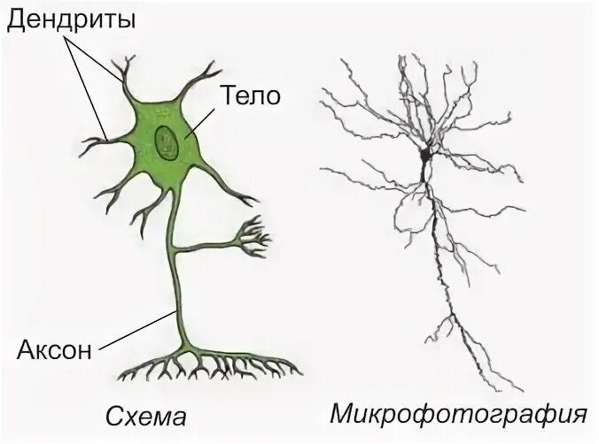 Рисунок роста дендритов. Клетки нервной ткани расположены рыхло между ними.