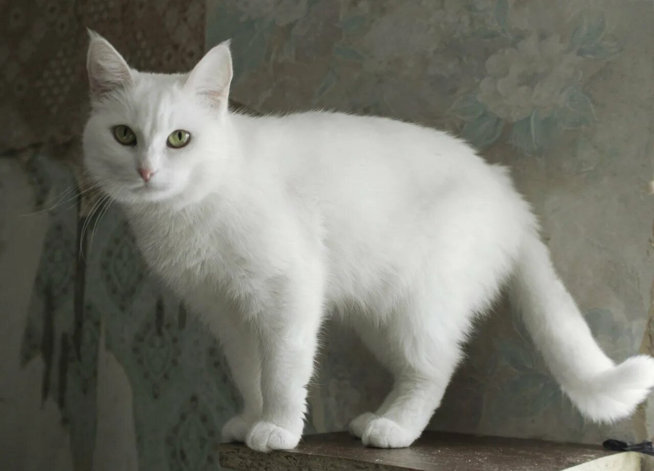 Порода кошек серо белого окраса. Турецкая ангора кошка. Анатолийская короткошерстная кошка белая. Турецкая ангорская короткошерстная. Турецкая гладкошерстная ангорская кошка.