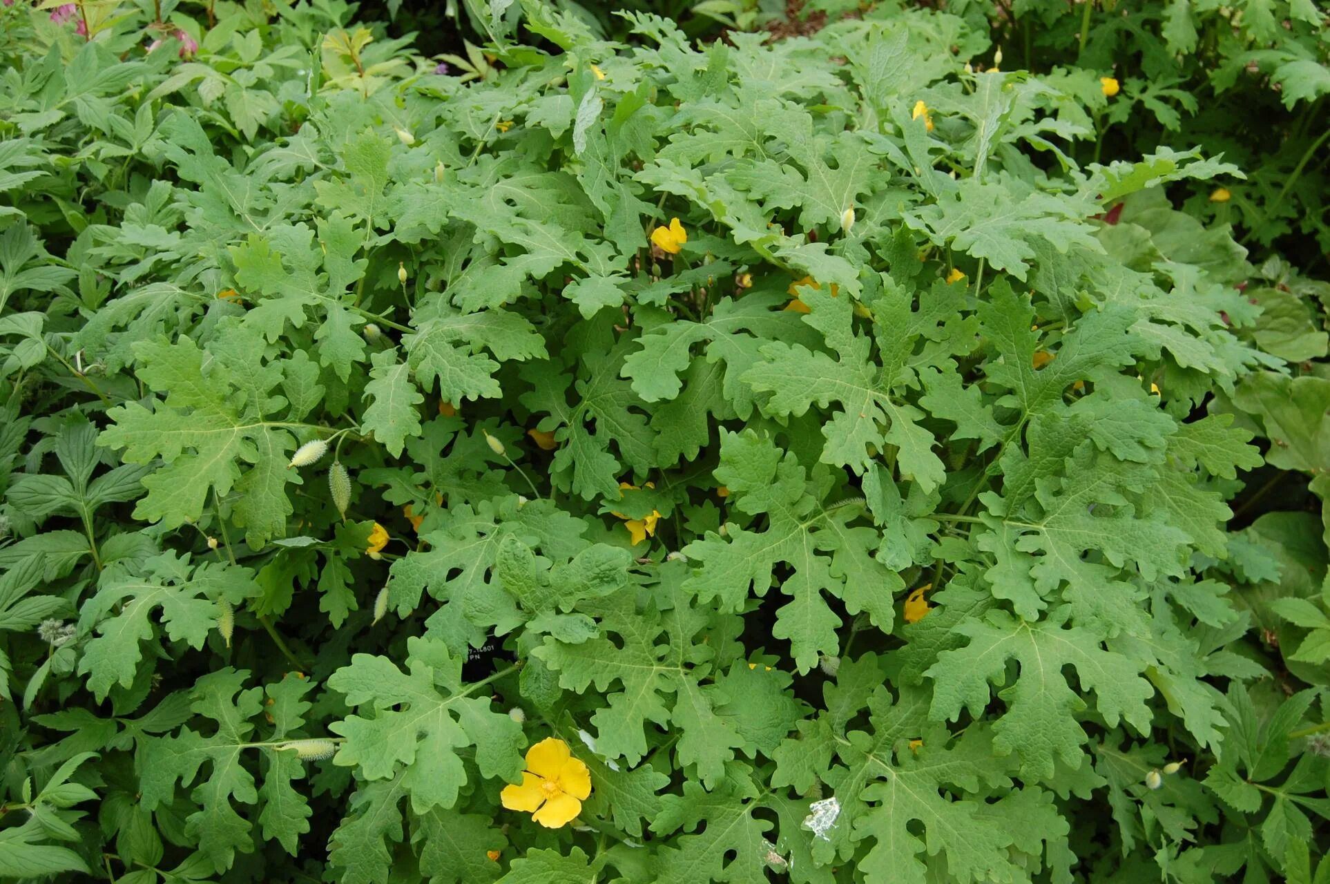 бересклет форчуна emerald gold. растение с желтыми листочками. зеленое растение с желтыми цветами. растение с желтыми листочками. аукуба гималайская.