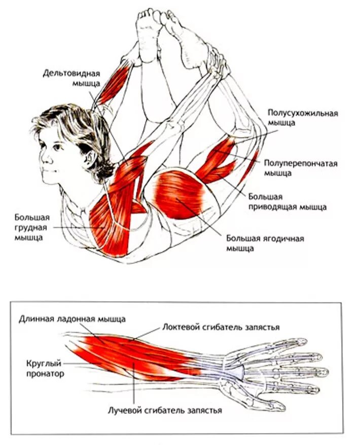 Анатомия йоги дханурасана. Дханурасана мышцы.