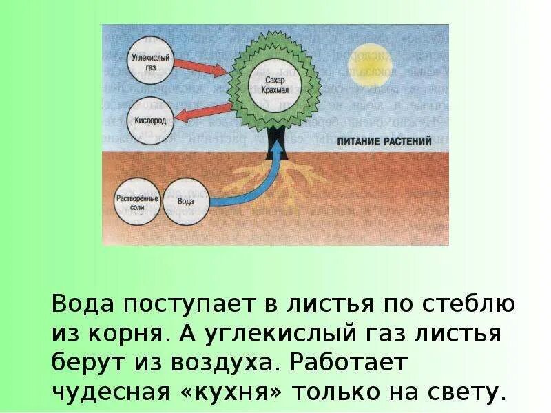 Воздух в стеблях и листьях. Поступление воды в растение. Вода поступает в растение. Питание растений. Чем питаются растения.