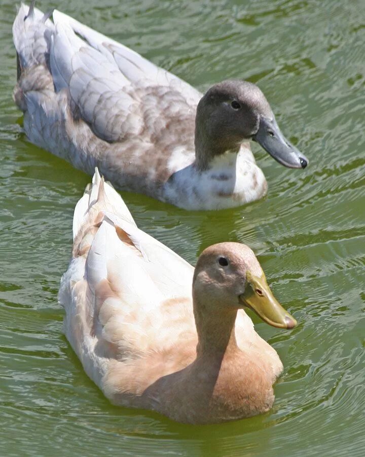 Утка украинская кряква. Серая утка. Бело серая утка. Серая кряква селезень. Порода уток голубой фаворит.
