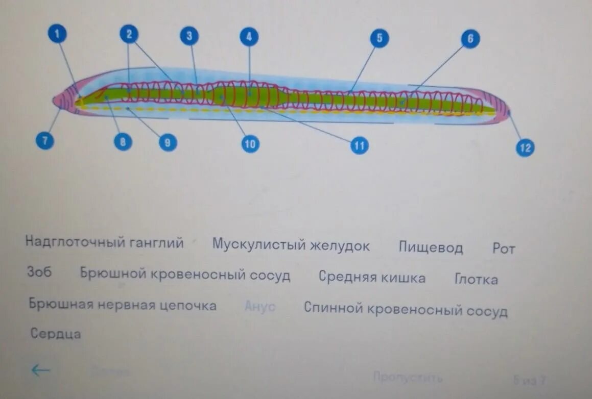 Проверочная работа по теме кольчатые черви. Выбери верные элементы соответствующие типу кольчатые черви. тест 8 тип кольчатые черви вариант 2 11 вопросов.