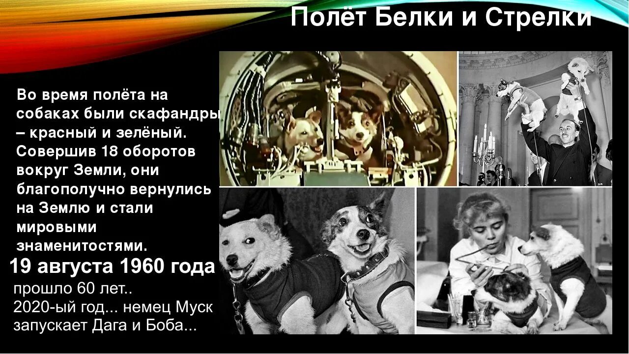 Зарядка полетели в космос. Белка и стрелка 1960 год. Собаки которые летали в космос белка и стрелка. Белка и стрелка полёт в космос 1958. Собаки-космонавты белка и стрелка-1.