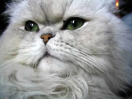 Персидская шиншилла