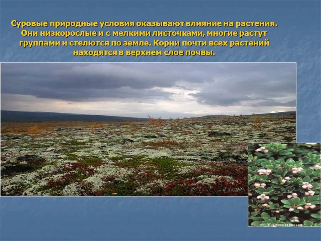 Природные условия тундры. Адаптации растений в тундре. Приспособление растений к условиям тундры. Приспособления растений в тундре. Условия тундры кратко