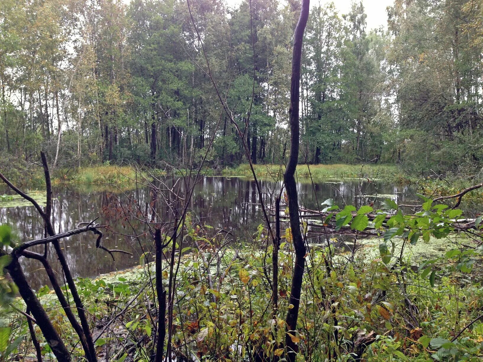 Первые болотное. Деревня оленье болото. Петровское торфяное болото. 2. Болото в 1.
