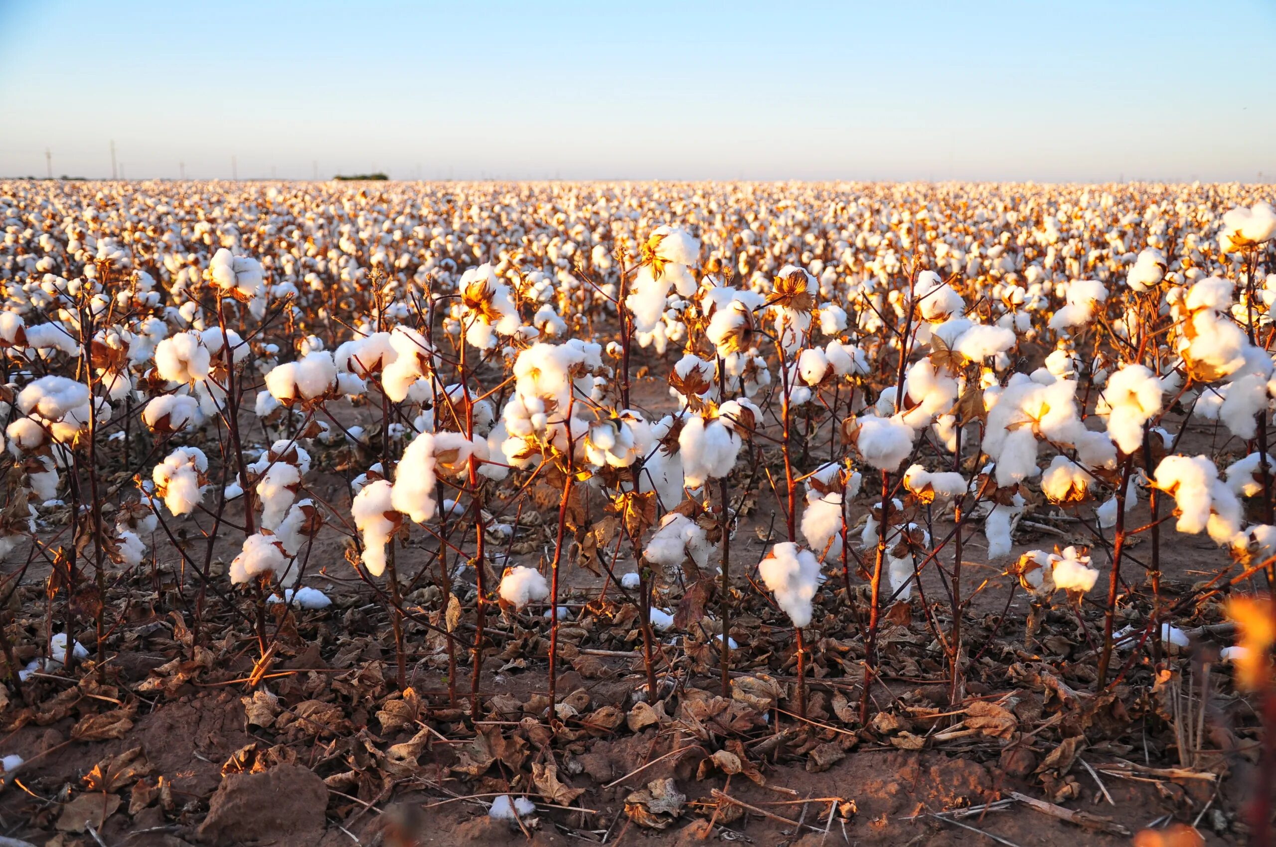 Хлопчатник в бразилии. Хлопковое поле. Хлопковые плантации в узбекистане. Плантация хлопчатника в китае. Сбор хлопка.