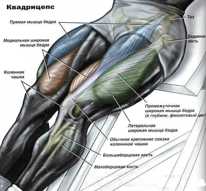 Медиальный и латеральный это. Четырехглавая мышца квадрицепс. Квадрицепс анатомия. Медиальная головка квадрицепса бедра. Квадрицепс мышца бедра.