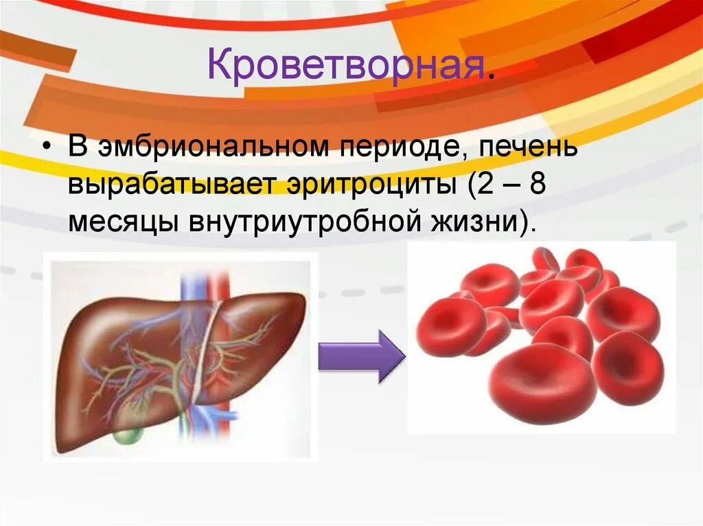 Роль печени в организме. Роль печени в организме 8 класс. Кроветворная функция печени. Печень кроветворный орган.