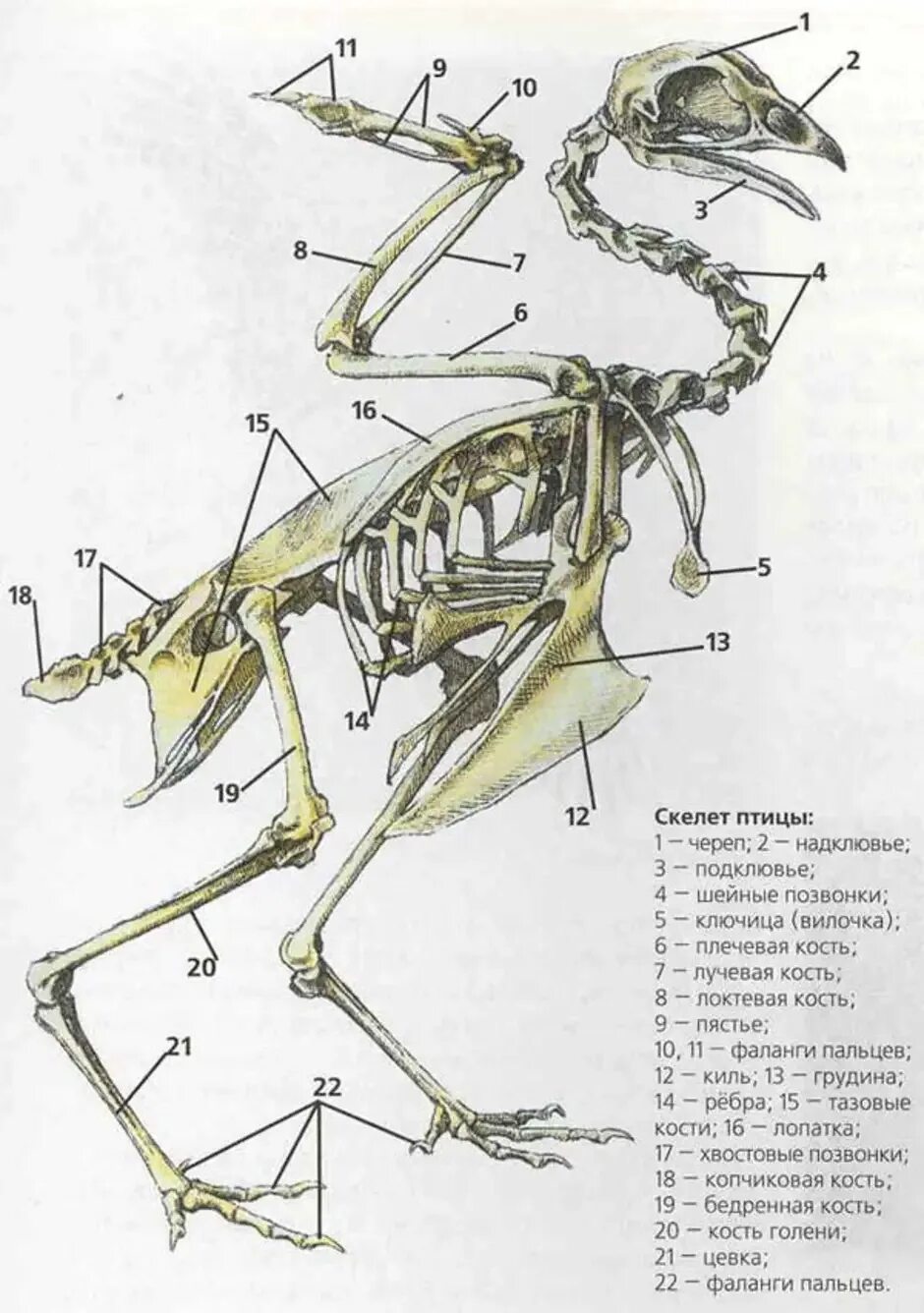 Строение кости скелета птицы. Строение скелета птицы голубя. Скелет птицы анатомия. Строение скелета голубя