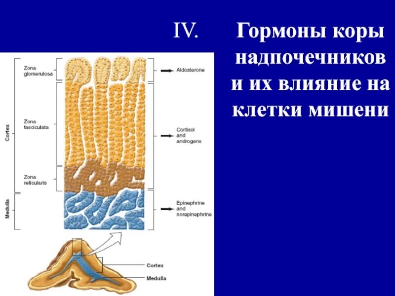 Сетчатая зона. Клетки коры надпочечников. Пучковая зона коры надпочечников. Мишени гормонов надпочечников.