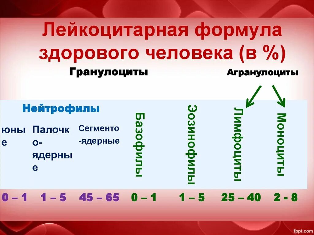 Лейкоцитарная формула расшифровка у взрослых. Лейкоцитарная формула крови здорового человека. Лейкоцитарная формула нейтрофилы. Лейкоцитарная формула здорового человека таблица. Лейкоцитарная формула крови норма сдвиги.