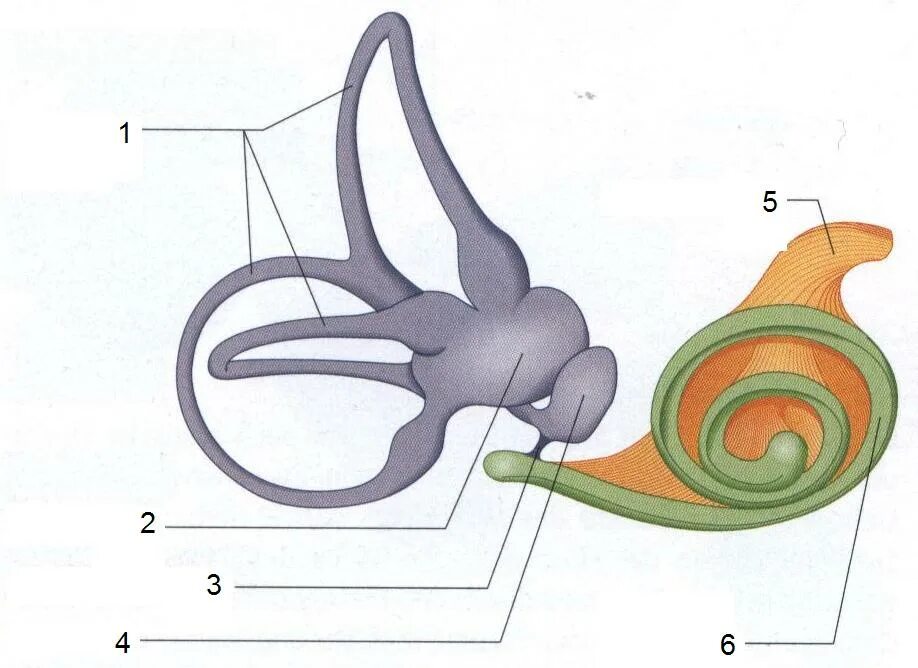 Эндолимфа улитки. Перепончатый Лабиринт внутреннего уха анатомия. Полукружные каналы анатомия внутреннее ухо. Перепончатый Лабиринт вестибулярного аппарата. Внутреннее ухо перепончатый Лабиринт.