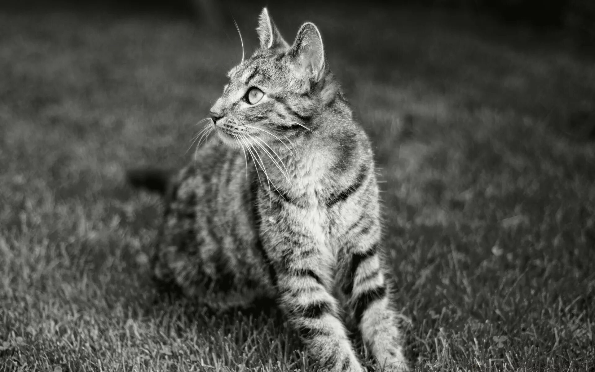 Черный полосатый кот. Кот серый. черно белый полосатый кот. серый полосатый кот. серые животные.