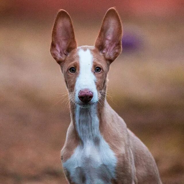 Happy Friday! ... Doberman puppy, European doberman, Doberman pinscher