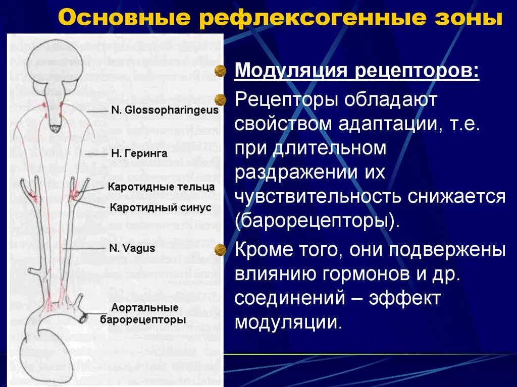 Основные рефлексогенные зоны. Рефлексогенные внутрисердечные и сосудистые зоны. Рефлекторная регуляция деятельности сердца и сосудов.