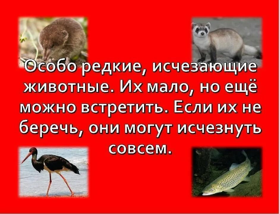 Сообщение о животных крыма. Редкие и исчезающие и животные крыма. редкие животные крыма. животные занесенные в красную книгу крыма. красная книга крыма животных.