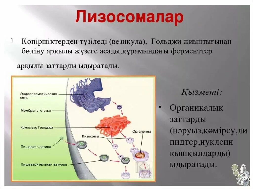 При расщеплении сложных органических веществ