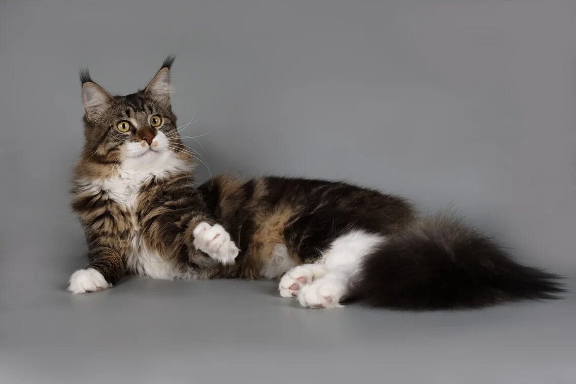 котенок мейн кун мраморный окрас. рыжие мейн куны котята. мейн-кун. кот мейн кун. кошка мейн кун с котятами.