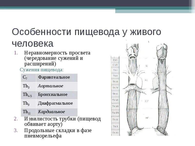 Анатомические сужения пищевода. Анатомические и физиологические сужения пищевода таблица. Анатомические сужения пищевода анатомия. Обозначьте физиологические сужения пищевода.