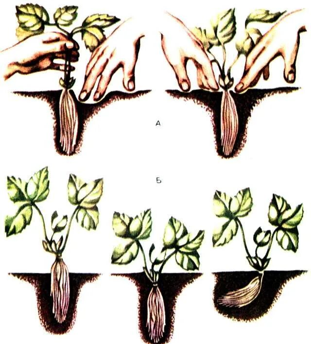 Посадка клубники осенью в открытый грунт. Окучивание клубники. Посадка клубники весной в открытый грунт. Посадка клубники. Как посадить клубнику весной для начинающих.