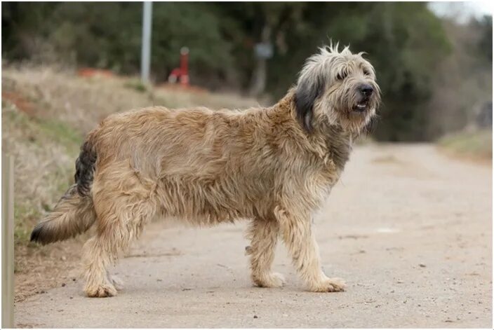Каталонская овчарка фото цена Pin on catalan hunde ❤ Dog breeds, Sheepdog, Sheepdog breeds