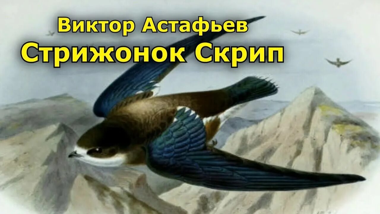 Астафьев стрижонок скрип рабочий лист. В П Астафьев Стрижонок скрип. Стрижонок скрип картинки. Астафьев Стрижонок скрип картинки.