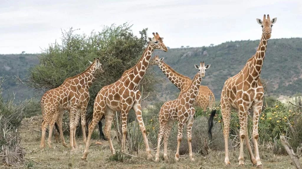 Какое животное выше. Нубийский Жираф. Кордофанский Жираф. Сомалийский Жираф. Подвиды Жирафов.