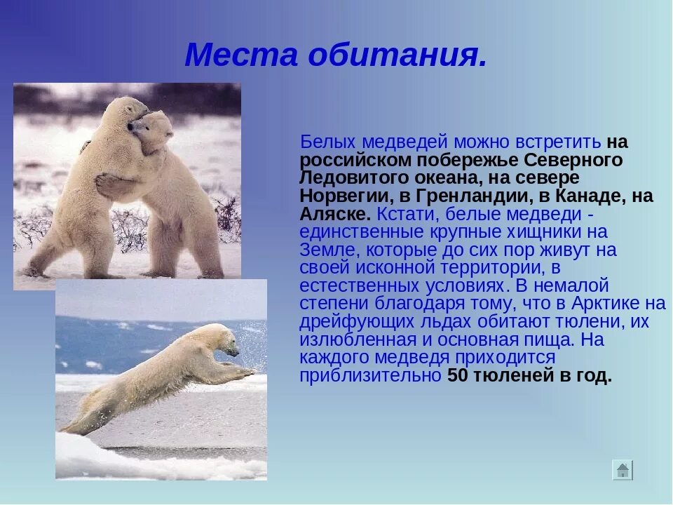 Ареал обитания белых медведей. Место обитания белого медведя. белый медведь обитает. обитание белых медведей. белый медведь вместо обитания.