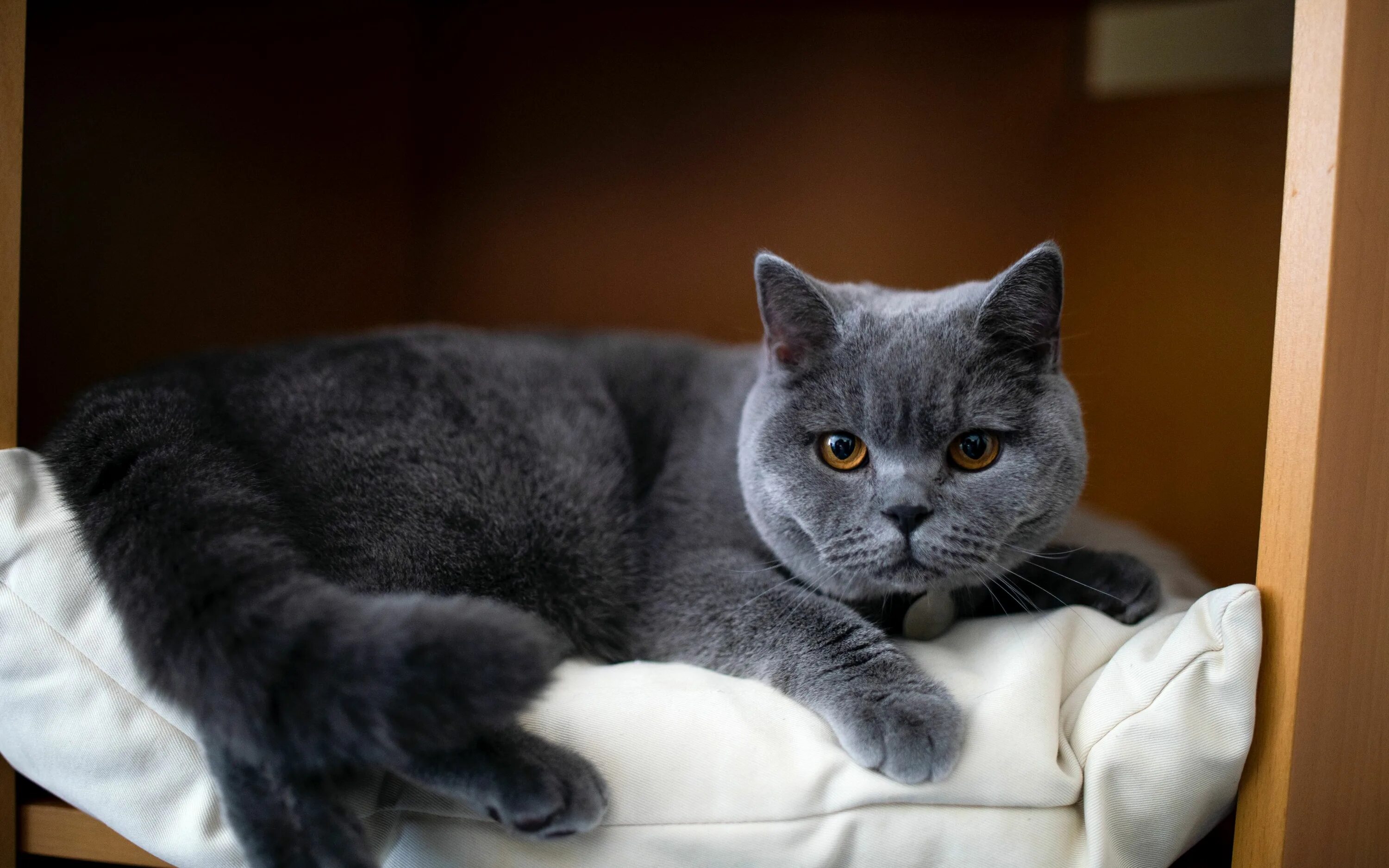 Britain cats. Порода бритиш шортхэйр. Порода бритиш шортхэйр. Британский короткошерстный кот серый. Порода бритиш шортхэйр.