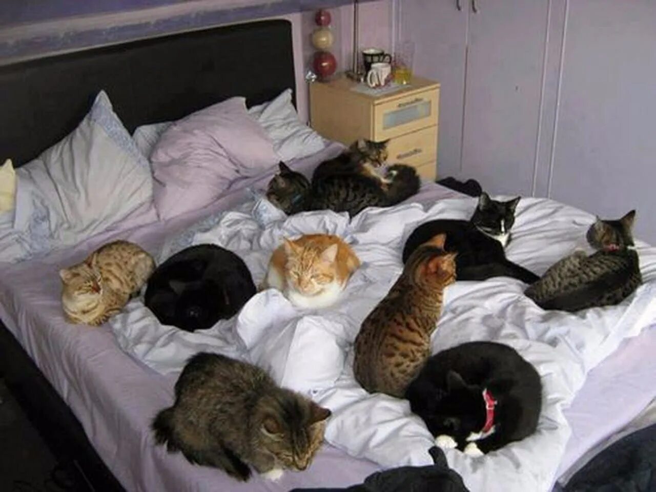 Много котов на кровати. Коты в кровати. Много котов в квартире. Несколько кошек.