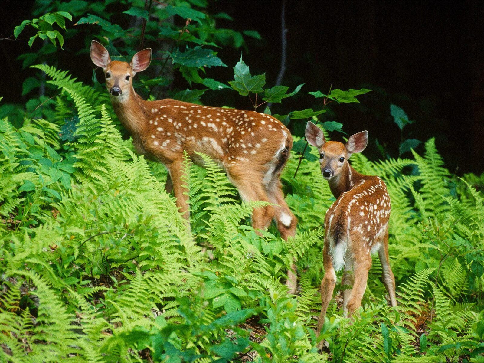 Pros cons of keeping wild animals