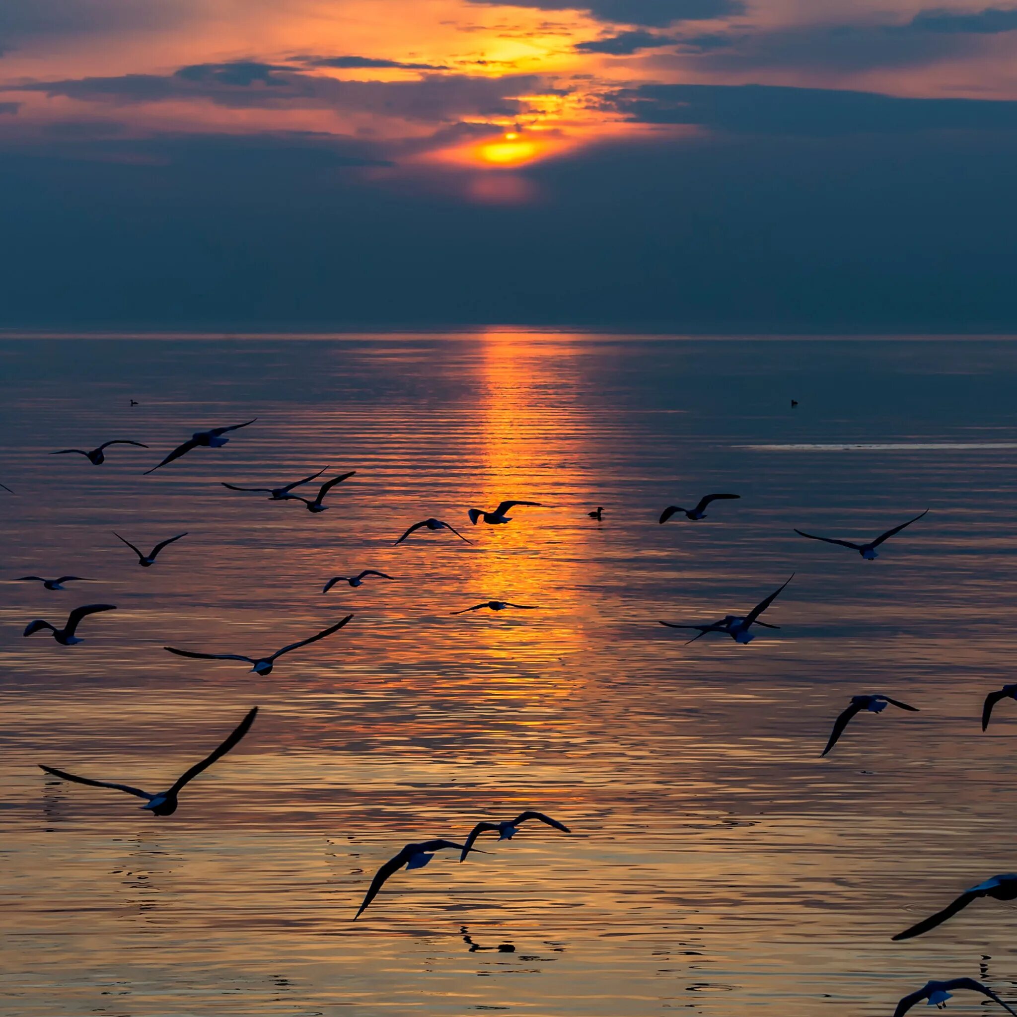 Улетели птицы за море миновало. Птицы над морем. Море Чайки закат. Закат над морем. Море закат птицы.